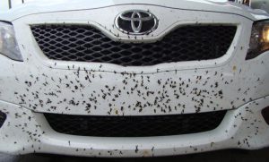 como-limpiar-insectos-coche